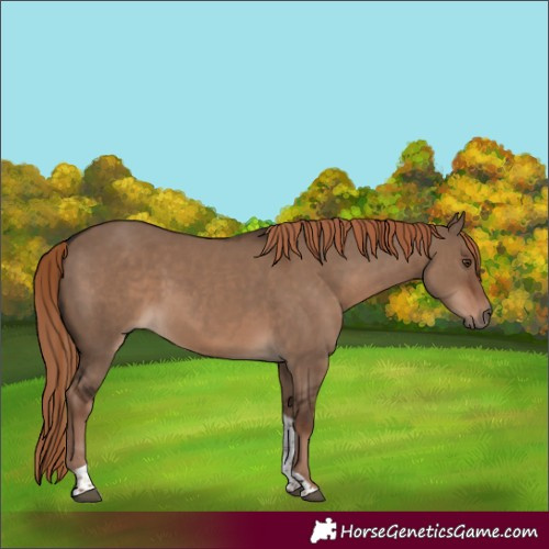 Horse Color:Liver Red Dun Tobiano 