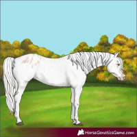 Horse Color:Silver Bay Roan Dun Appaloosa Rabicano 