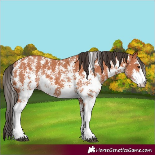 Horse Color:Bay Sabino 