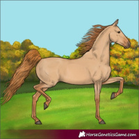 Horse Color:Unknown 