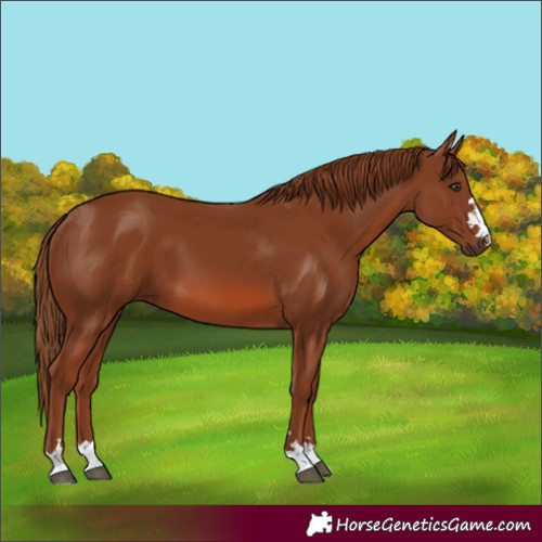 Horse Color:Unknown 