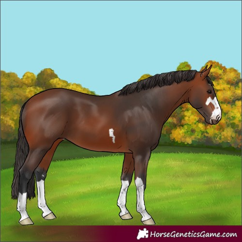 Horse Color:Bay 