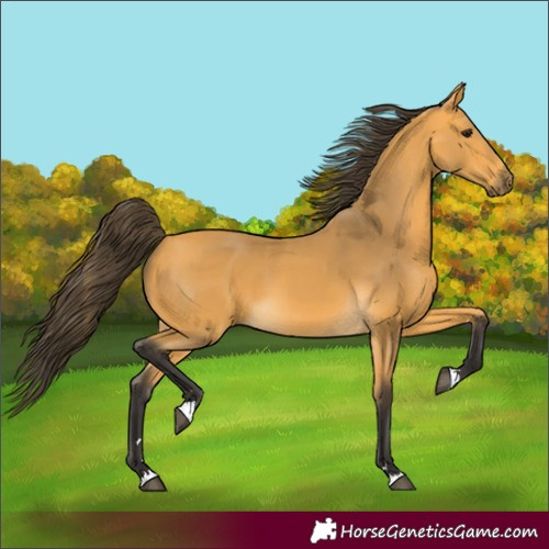 Horse Color:Unknown 