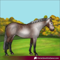 Horse Color:Unknown 