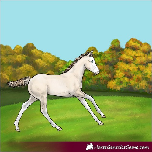 Horse Color:Classic Cream Champagne Pearl Sabino Splash
