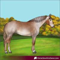 Horse Color:Gray Chestnut Varnish Rabicano