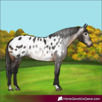 Horse Color:Gray Brown Appaloosa