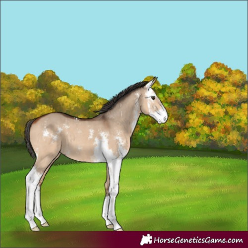 Horse Color:Bay Dun Sabino 