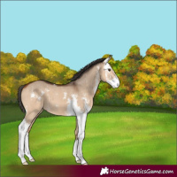 Horse Color:Bay Dun Sabino