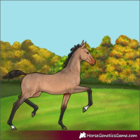 Horse Color:Bay Dun 