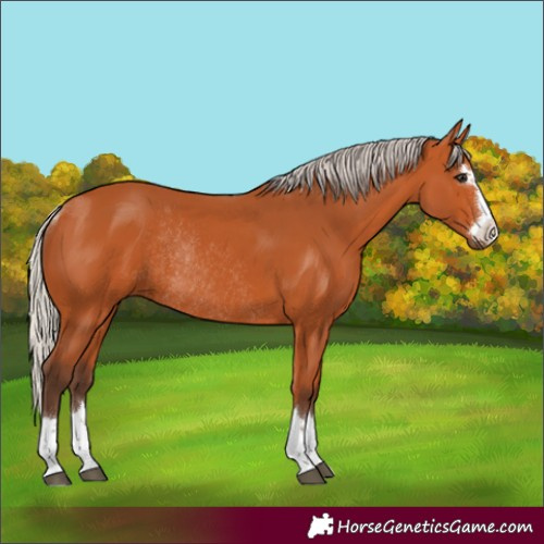 Horse Color:Silver Bay Rabicano