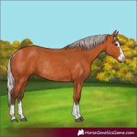 Horse Color:Silver Bay Rabicano 