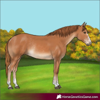 Horse Color:Chestnut Rabicano 