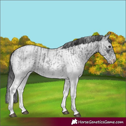 Horse Color:White Spotted Blue Roan Rabicano and White Spotted Blue Roan Rabicano