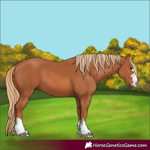 Horse Color:Chestnut 