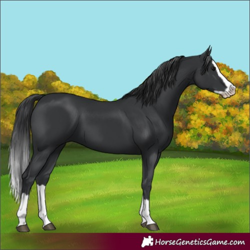 Horse Color:Black Splash