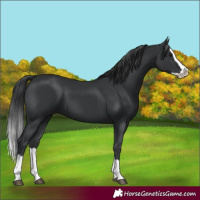 Horse Color:Black Splash