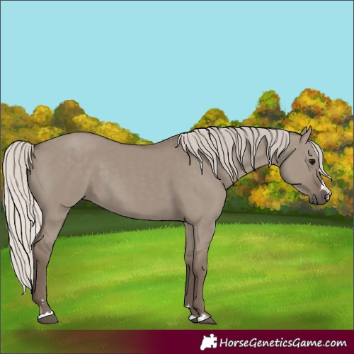 Horse Color:Silver Grullo 
