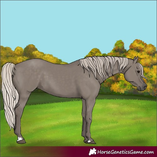 Horse Color:Silver Grullo 