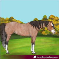 Horse Color:Unknown 