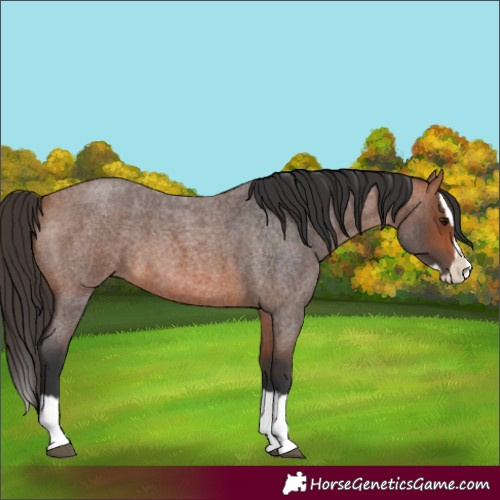 Horse Color:Bay Roan Splash 