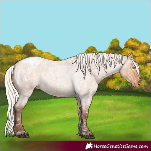Horse Color:Silver Bay Roan Dun Appaloosa Rabicano