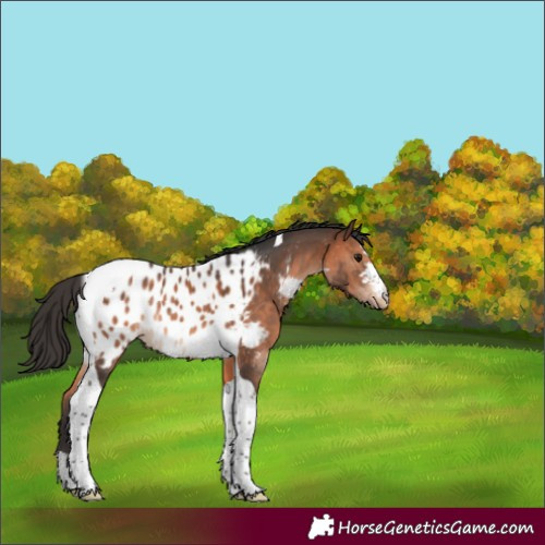 Horse Color:Brown Tobiano Near Leopard Rabicano