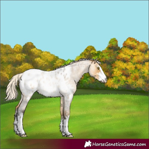 Horse Color:White Spotted Silver Buckskin Roan Dun Appaloosa Rabicano 