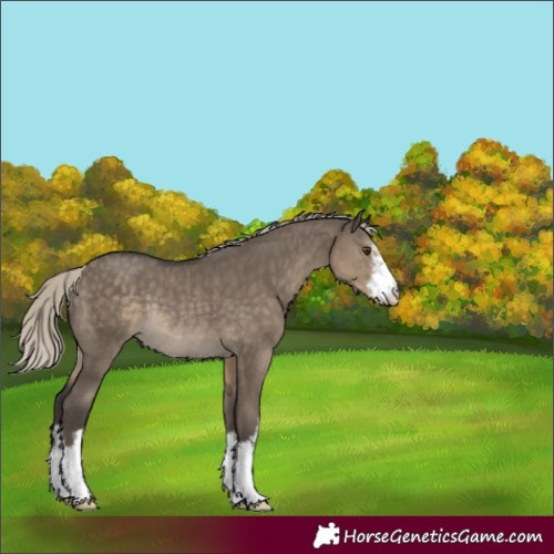 Horse Color:White Spotted Silver Smoky Grullo Rabicano 
