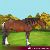 Horse Color:White Spotted Bay 