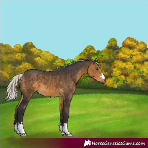 Horse Color:Silver Buckskin 