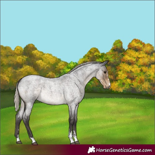Horse Color:Silver Smoky Blue Roan 
