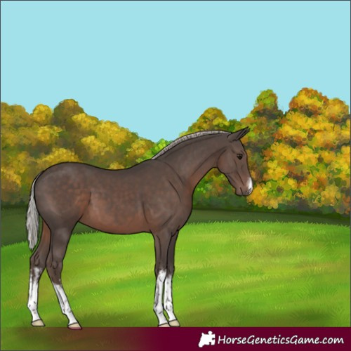 Horse Color:White Spotted Silver Black