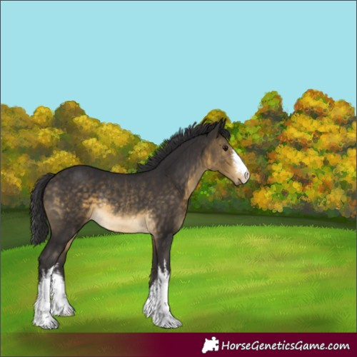 Horse Color:White Spotted Buckskin Rabicano 