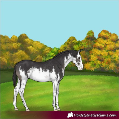 Horse Color:White Spotted Smoky Black Rabicano 
