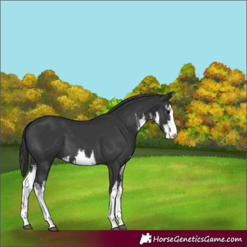 Horse Color:White Spotted Black