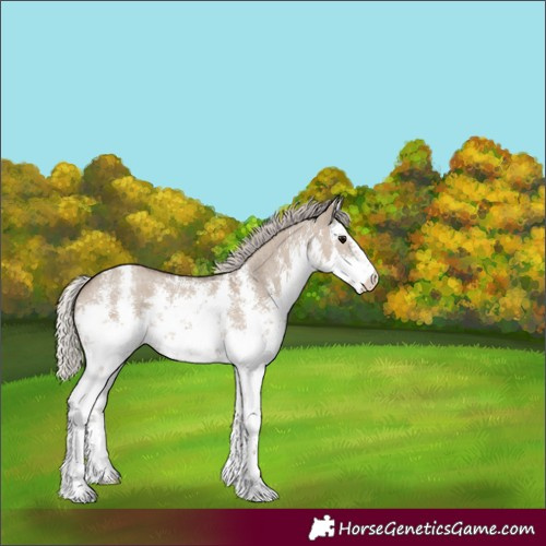 Horse Color:White Spotted Silver Grullo Sabino 