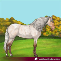 Horse Color:Silver Bay Roan Dun Appaloosa Rabicano 