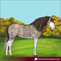 Horse Color:Grullo Sabino Splash and Classic Champagne Dun Sabino Splash
