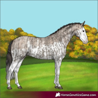 Horse Color:Grullo Sabino Splash  and Classic Champagne Dun Sabino Splash 