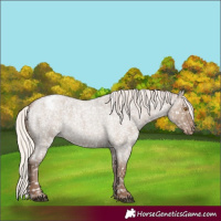 Horse Color:Silver Grullo Roan Appaloosa Rabicano 