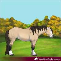 Horse Color:Gray Buckskin Dun Splash