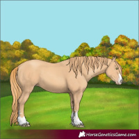 Horse Color:Gold Champagne 