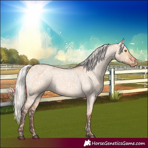 Horse Color:Silver Bay Roan Dun Appaloosa Rabicano 