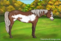 Horse Color:Silver Bay Frame