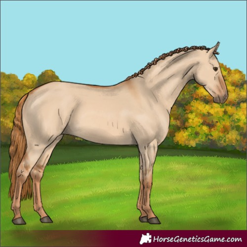 Horse Color:Red Dun Rabicano