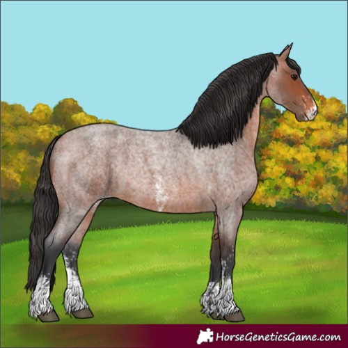 Horse Color:Bay Roan Sabino