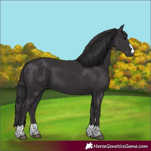 Horse Color:Smoky Black 