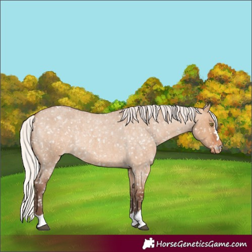Horse Color:Silver Bay Roan Dun Appaloosa Rabicano 