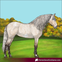 Horse Color:Gray Silver Bay Roan Dun Frame Appaloosa Rabicano 